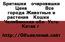 Бриташки - очаровашки.  › Цена ­ 3 000 - Все города Животные и растения » Кошки   . Челябинская обл.,Усть-Катав г.